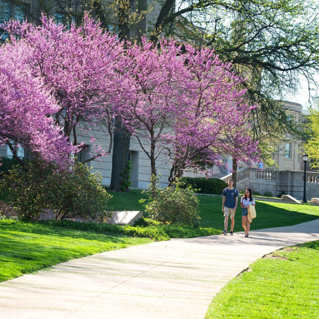 trees in spring