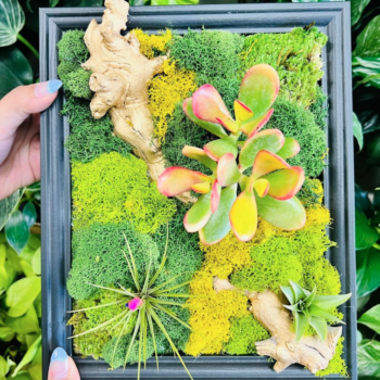a picture frame with live moss